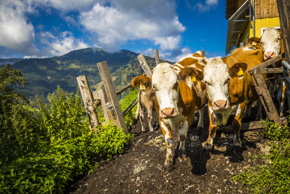 Unsere_Kühe_am_Brandgut